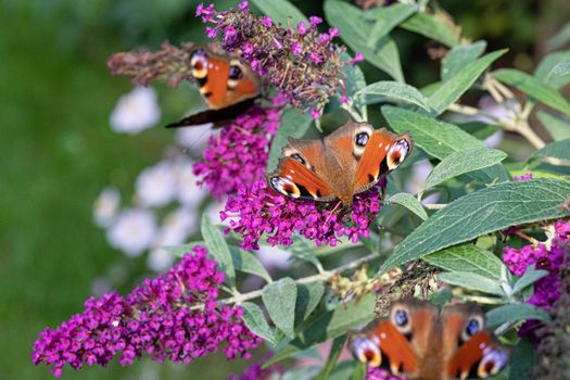 Een vlindertuin aanleggen: planten en plekken